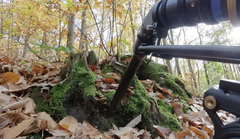 A close-up of a camera with a long lens on a tripod, pointed at a mossy tree stump on a forest floor covered in fallen autumn leaves. Tall trees with yellow and brown foliage are in the background.