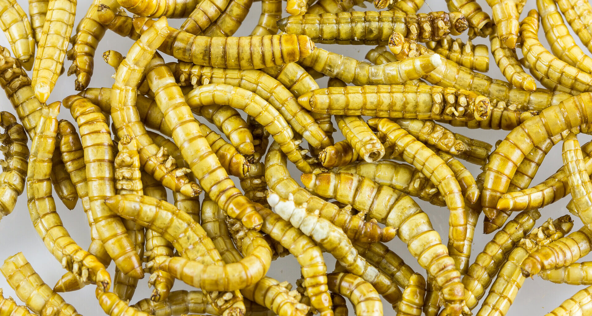 Mealworms for the space menu