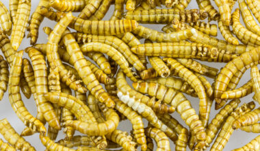 Mealworms for the space menu