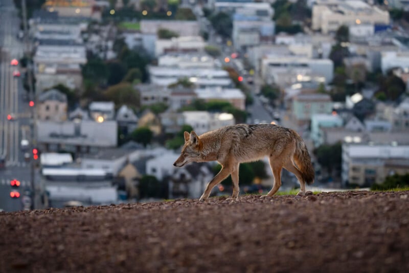 A coyote walks along a dirt hill in the foreground with a blurred cityscape and buildings in the background during dusk.