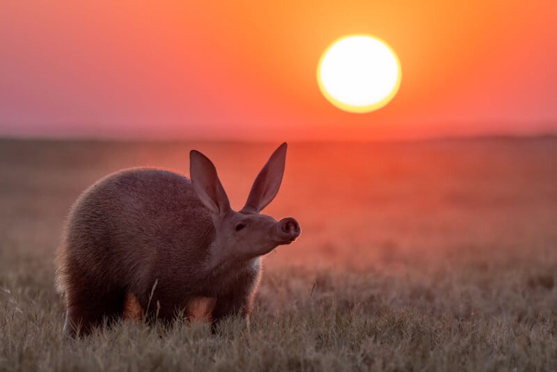 An aardvark stands in a grassy field at sunset, with the large orange sun low on the horizon and casting a warm glow over the scene.
