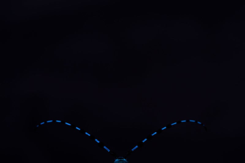 Two long, curved, blue-and-black antennae extend upward from the bottom center of a dark, almost black background, with only the tips of the insect's head barely visible.