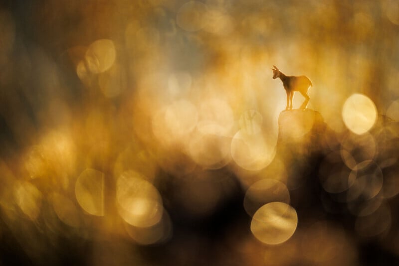 A lone goat stands on a rocky outcrop, surrounded by soft golden light and blurred circular bokeh, creating a dreamy, ethereal atmosphere.