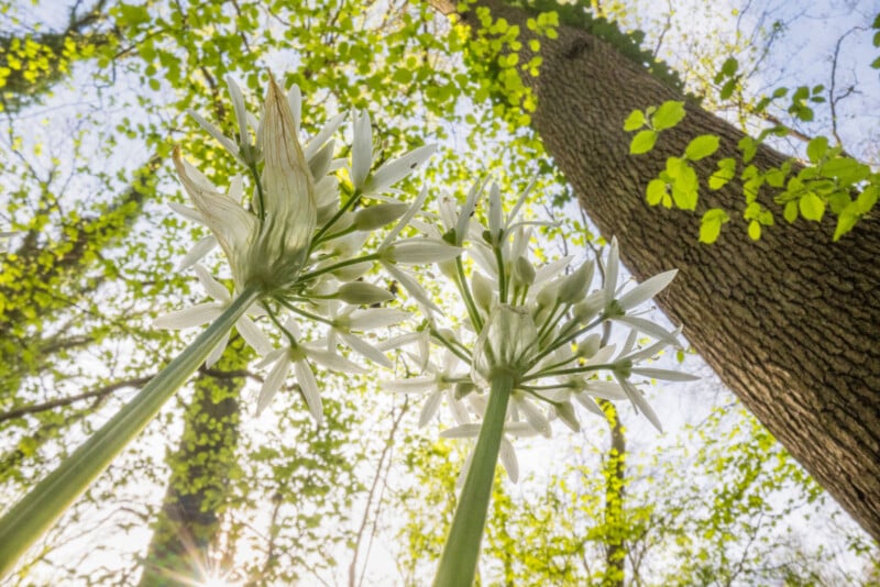 Low-angle view of two large white flowers with star-shaped petals, set against tall tree trunks and a bright sky filtered through green leaves in a forest. Sunlight glows softly in the background.