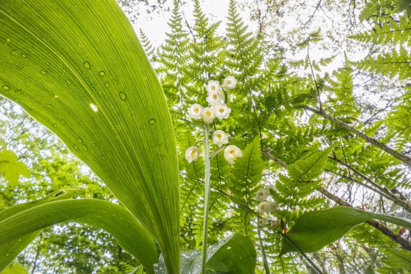 Close-up view from below of lily of the valley flowers with broad green leaves and ferns in a lush, sunlit forest. Water droplets are visible on the leaves, and the sky is partially visible through the foliage.