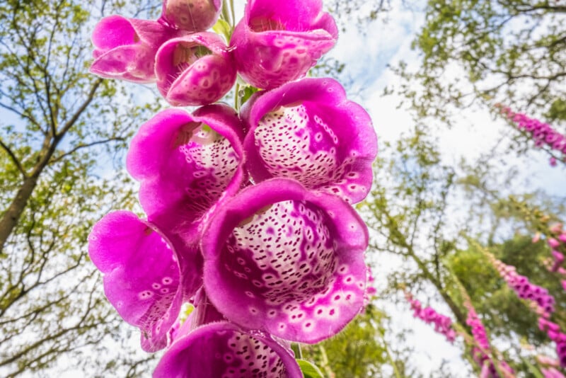 Close-up of vibrant pink foxglove flowers with speckled white and purple interiors, viewed from below, with blurred green trees and blue sky in the background.