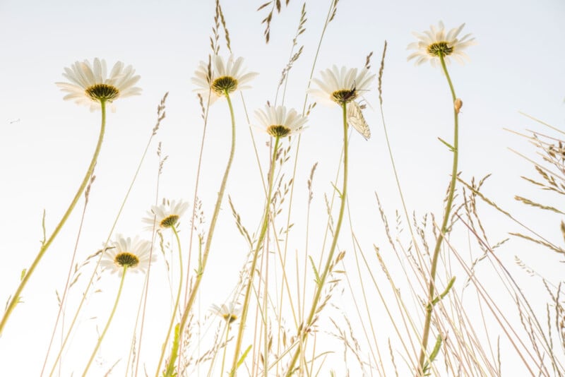 White daisies and tall grasses are shown from a low angle against a bright, pale sky, creating an airy and minimalistic scene.
