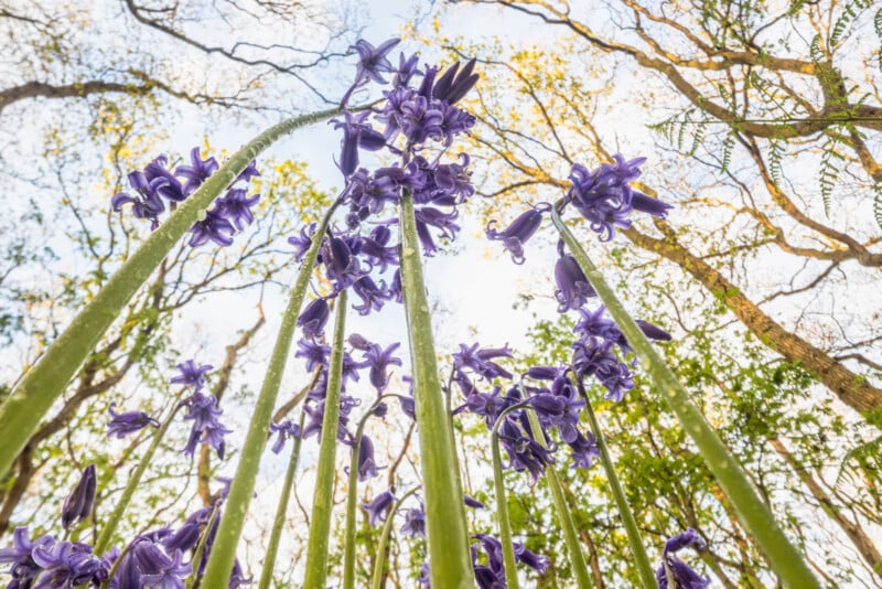 Low-angle view of tall purple flowers, likely bluebells, with green stems reaching toward a light sky. Tree branches with early spring leaves frame the background.