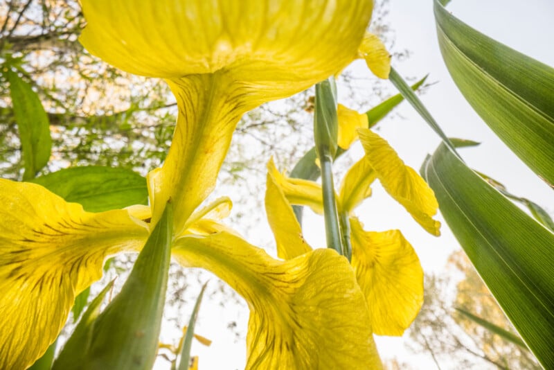 Close-up, low-angle view of bright yellow iris flowers with green leaves, set against a sunlit sky and blurred background trees. Sunlight shines through the delicate flower petals and leaves.