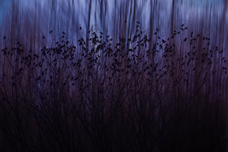 Silhouetted birds perch on dark, leafless branches against a blurred, vertical blue and purple background, creating a moody, abstract atmosphere at dusk or dawn.