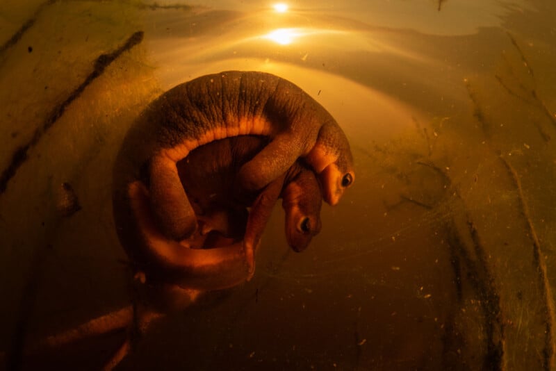 Two salamanders are curled together underwater in a warm, amber light. Their bodies are closely intertwined, and the sunlight above creates a glowing effect on the scene.