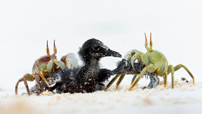A wet, black baby bird lies on sandy ground while two green crabs grip its wings with their claws, appearing to interact with or confront the bird. The background is bright and out of focus.