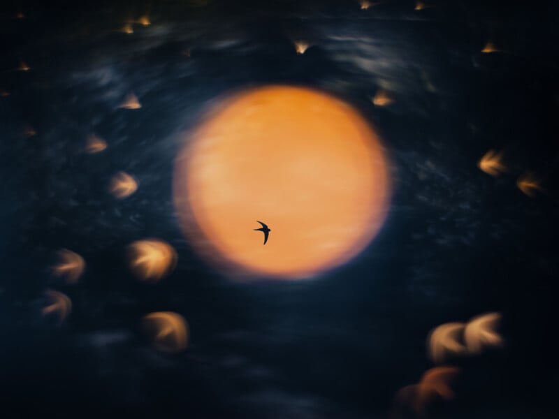 A lone bird silhouette flies in front of a large, glowing orange circle, surrounded by blurred bird shapes and a dark, swirling background, creating a dreamlike, surreal atmosphere.