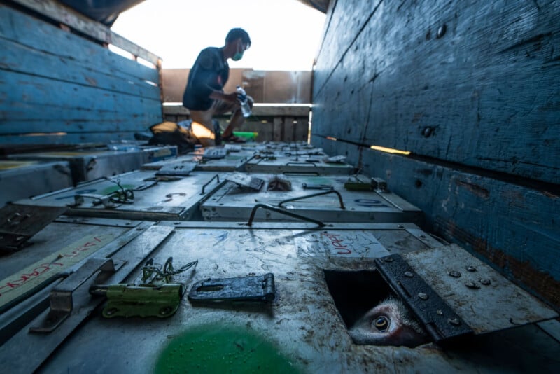 A person kneels inside a wooden truck, tending to metal crates with small doors. A fish’s eye is visible peeking out from one slightly open crate in the foreground, suggesting live animal transport.
