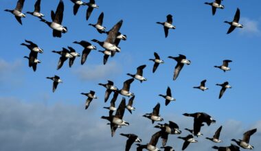 Brent geese put paid to 580 new Dublin apartments – The Irish Times
