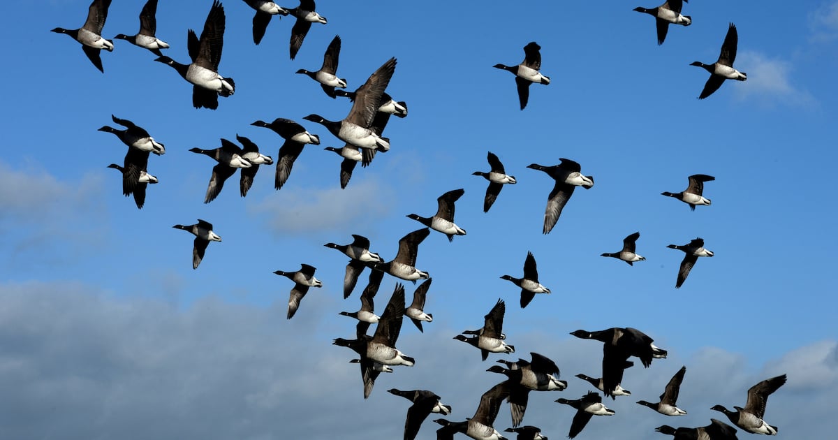 Brent geese put paid to 580 new Dublin apartments – The Irish Times
