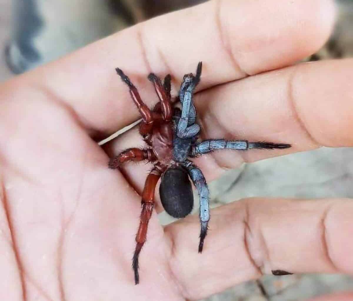 Scientists Found a Half-Male, Half-Female Spider in Thailand and It’s Fascinating
