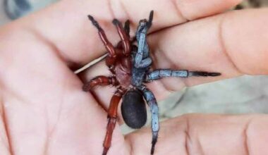 Scientists Found a Half-Male, Half-Female Spider in Thailand and It’s Fascinating