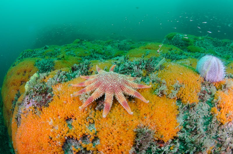 A sun star starfish, off Horn Head. Photograph: Nigel Motyer