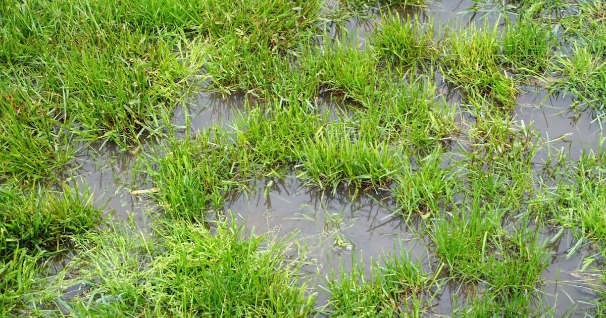 My garden has heavy clay soil that gets waterlogged in winter. What can I do? – The Irish Times
