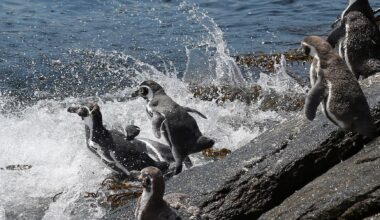Chile's endangered Humboldt penguins risk further decline, scientists say
