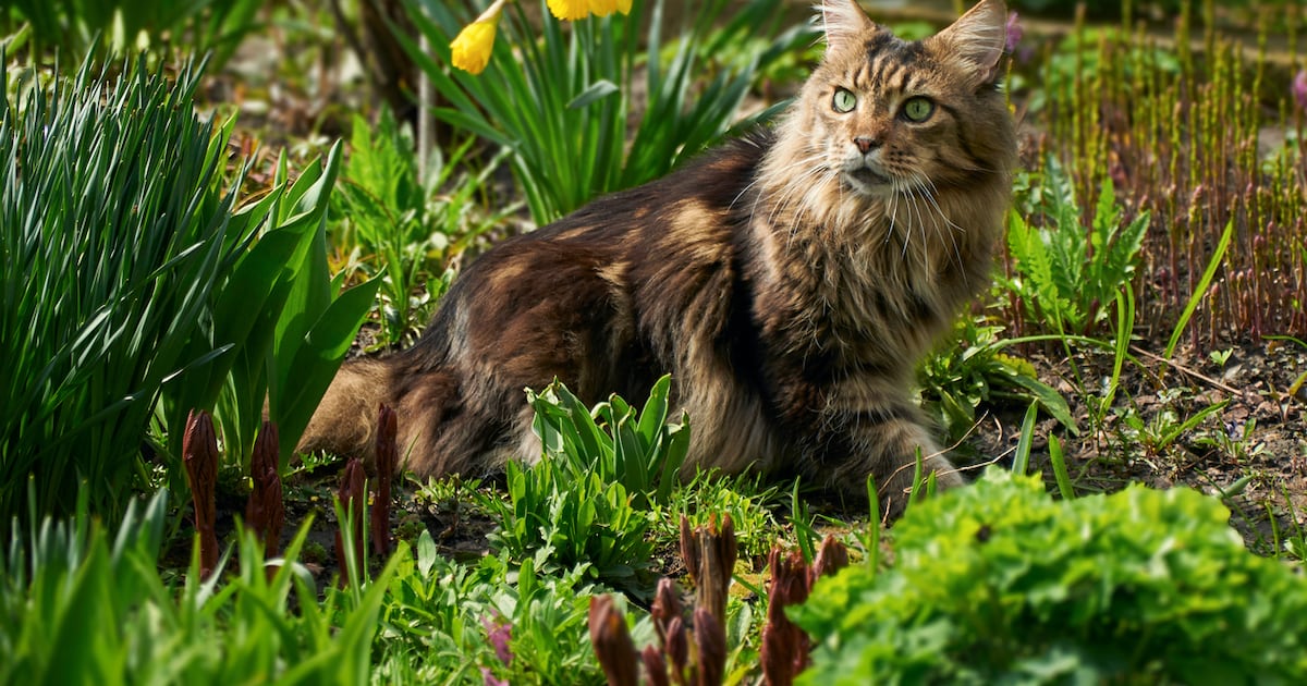 Legal dispute between Ranelagh neighbours over cat’s toilet habits struck out – The Irish Times