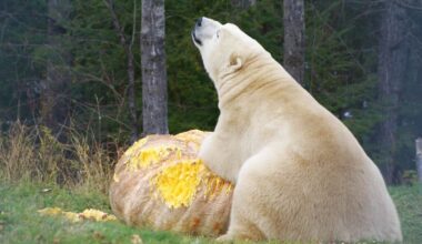 Polar Bear Gleefully Eating a 1,400-Pound Pumpkin Donated for His Dinner iS a Sight to Behold
