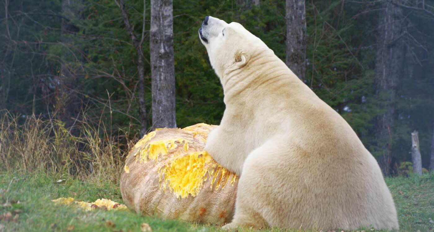 Polar Bear Gleefully Eating a 1,400-Pound Pumpkin Donated for His Dinner iS a Sight to Behold