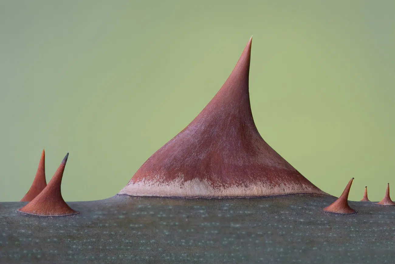 Close up photo of a rose thorn