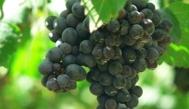 Polyphenol-rich dietary patterns linked to lower cardiovascular disease risk