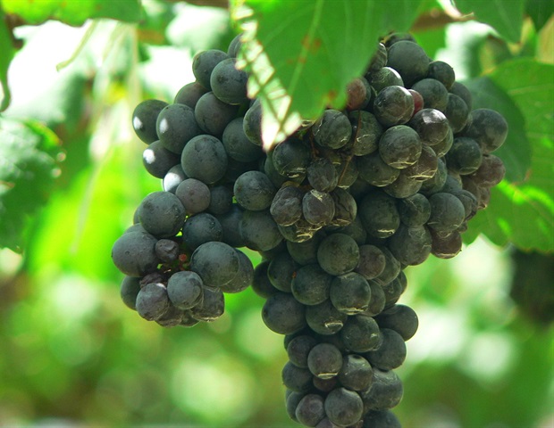 Polyphenol-rich dietary patterns linked to lower cardiovascular disease risk