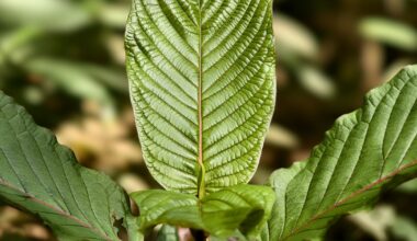 Kratom wants to keep out of the U.S. government's war on opioids