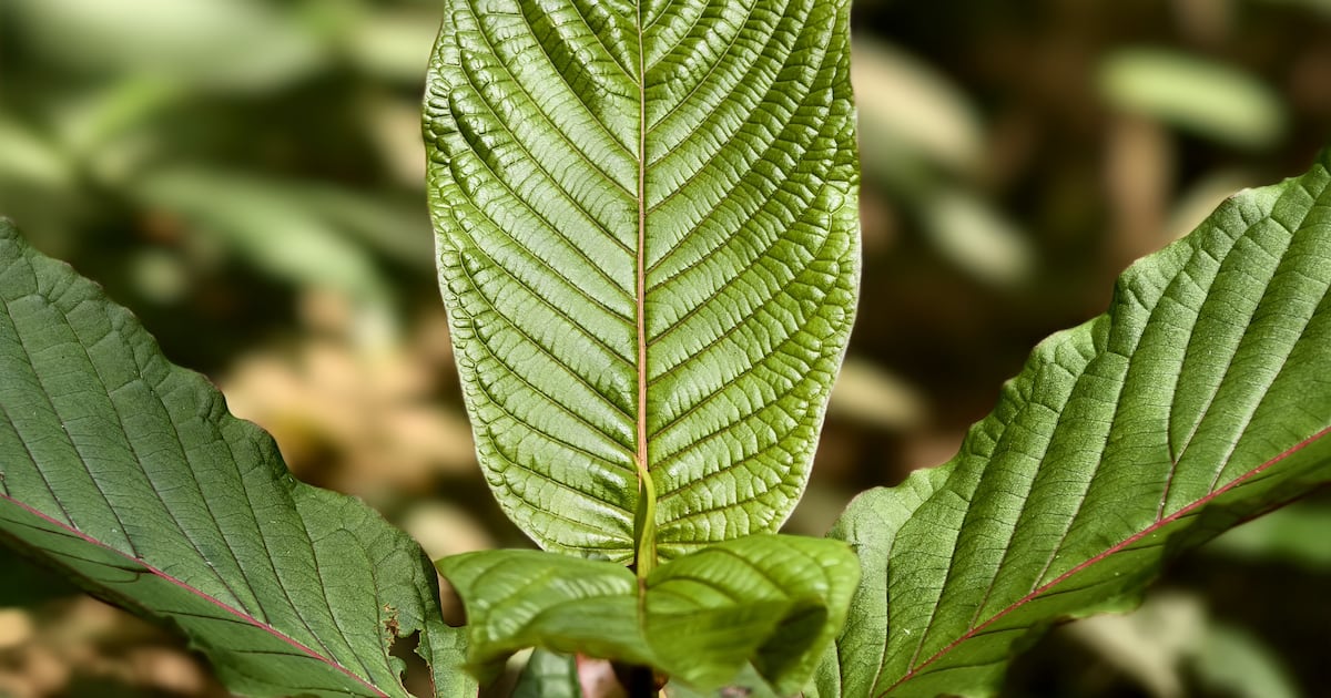 Kratom wants to keep out of the U.S. government's war on opioids