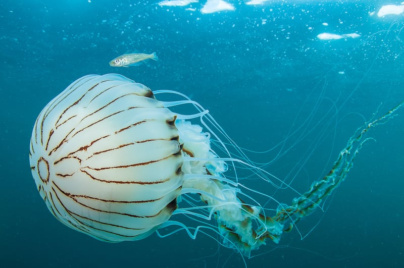 A compass jellyfish near Bills Rocks. Photograph: Nigel Motyer