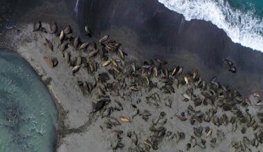 Avian flu decimates the world’s largest population of elephant seals: Half of the females have disappeared | Science