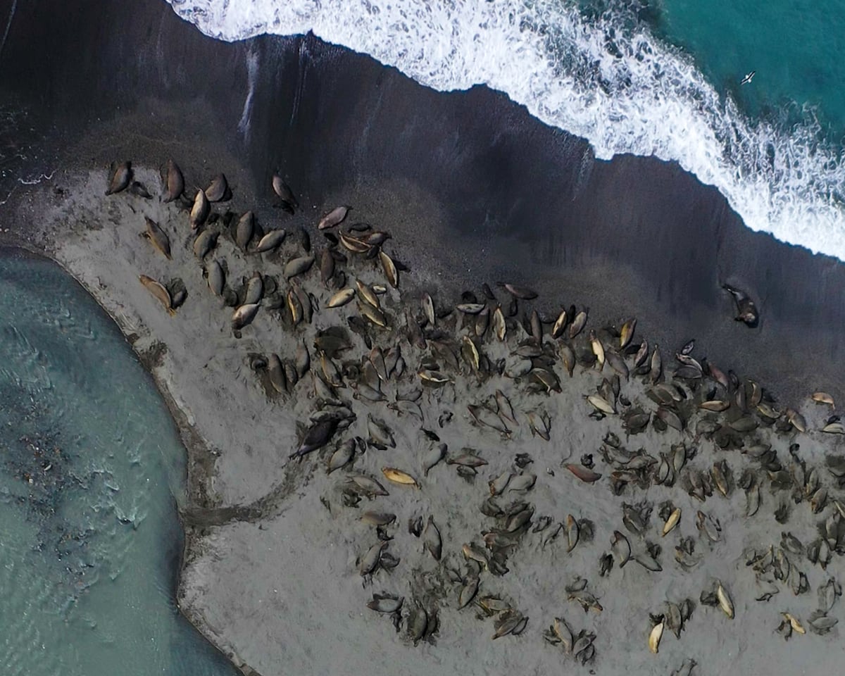 Avian flu decimates the world’s largest population of elephant seals: Half of the females have disappeared | Science