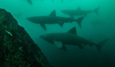 Every dive offers extraordinary encounters – The Irish Times