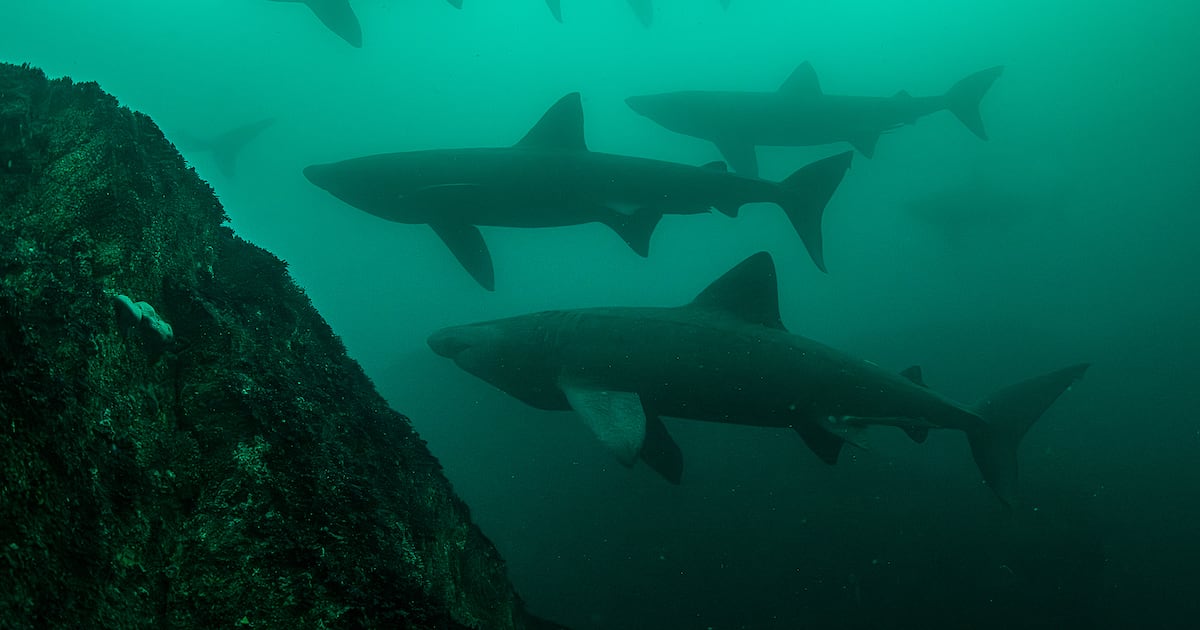 Every dive offers extraordinary encounters – The Irish Times