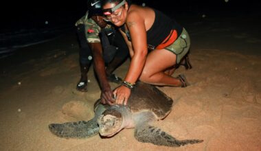 From hunters to guardians: Angolan villagers help to save endangered sea turtles