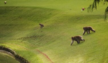 Monkeys moved towards a pond to drink water at a golf course in Azumino, central Japan, on Thursday, Oct. 2, 2025.