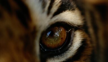 The heroes who saved the world's last tigers