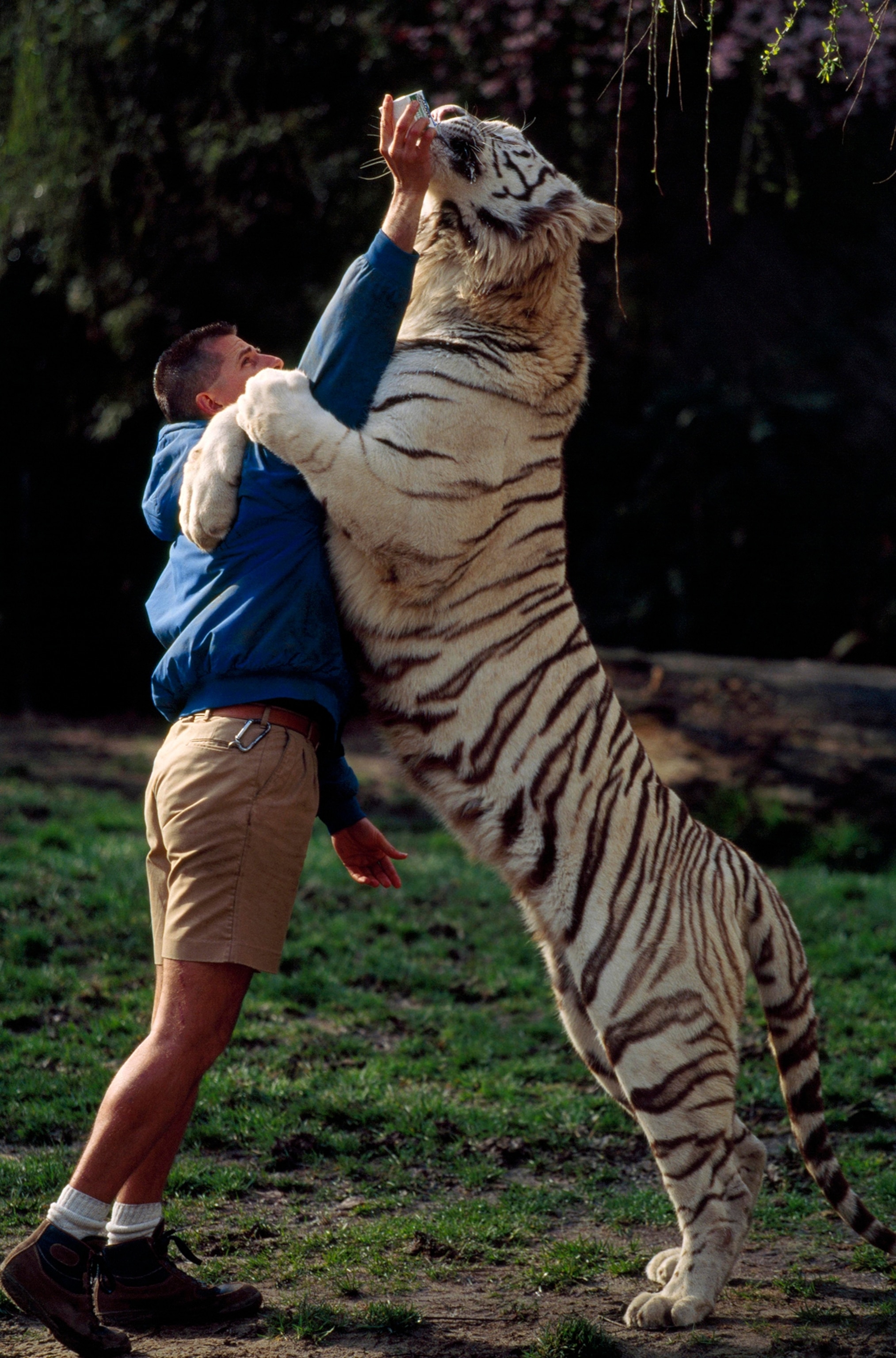 Marine World Africa USA trainer Gregg Lee, who is 6 feet 4 inches tall, bottle feeds and stands stomach to chest with Rajah, a white tiger (Pantheratigris tigris).