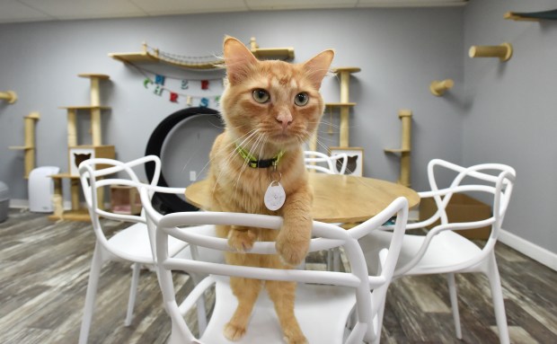 An orange tabby named Dave greets patrons in the Purrfect...