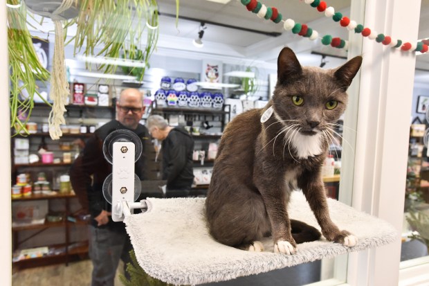 Billy the cat sits on a window perch as customers...