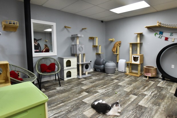 The inside of Purrfect Mugs Cat Cafe in Plains Twp....