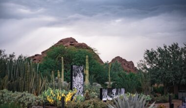 FRAMERATE: Desert Pulse is a Time Portrait of the Sonoran Desert