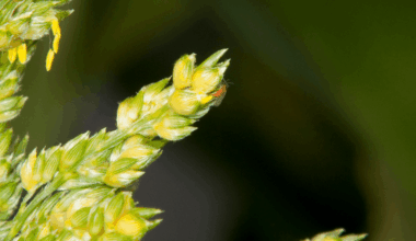 Sorghum midge-testing scheme joins NVT