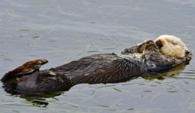 Baby sea otter is reunited with mother in central California after dramatic rescue