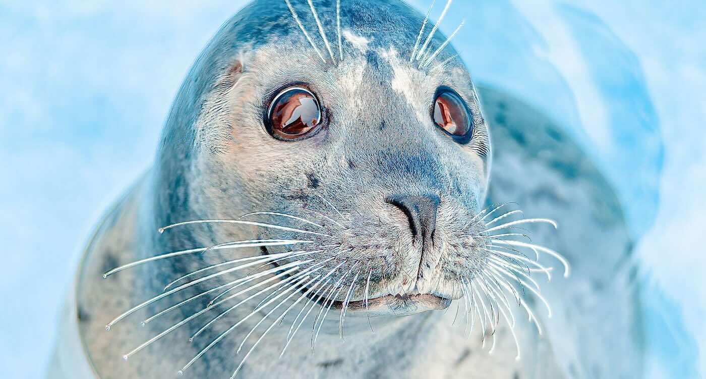 Seal Flops onto Photographer's Boat to Escape Hunting Orca Pod–She Captured it All on Camera