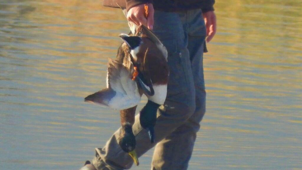 ציד בעמק חרוד